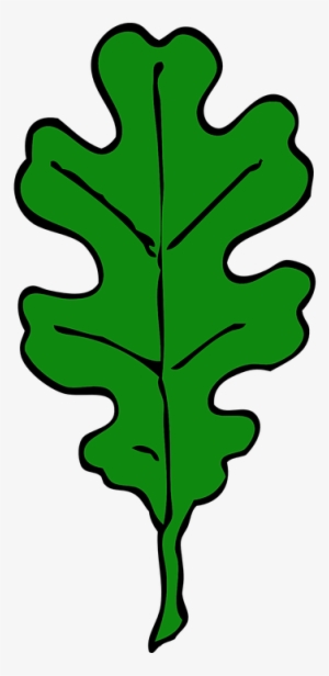 Oak Tree Clip Art Png Download - White Oak Leaf Outline #1142870