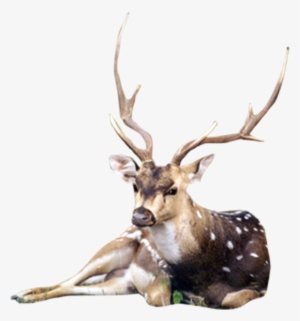 Free Photoshop Backgrounds, Templates, Images And Desktop - Animals Png For Photoshop #1143039