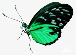 Бабочка Зеленая Пнг #1143345