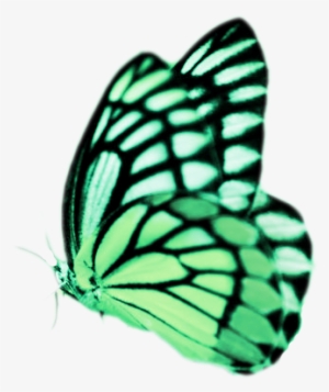 Real Butterflies Png Real Butterfly Png Real Butterfly #1143346 Real Butterflies Png Real Butterfly Png Real Butterfly #1143346