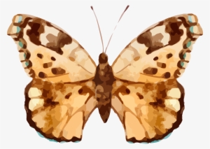 Real Butterfly Cliparts #1143469 Real Butterfly Cliparts #1143469