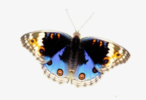 Butterflies - American Painted Lady #1143547