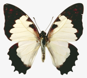 Butterflies°• - ‿✿⁀ - Frasi D Amore Sulle Farfalle #1143698