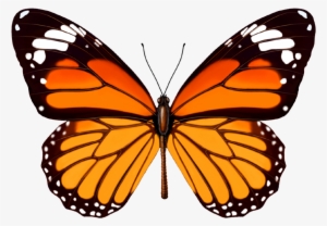 Paper Weight Monarch Butterfly #1144082