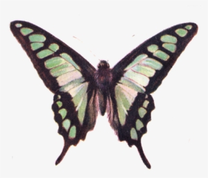 Vintage Butterfly Png #1144154