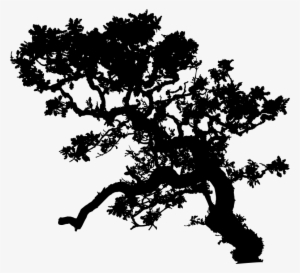 Leafy Tree Silhouette Library - Feuilles Arbre Silhouette Png #1144380