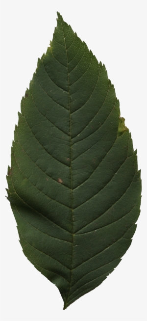 2d Leaves - Ulmus Alata #1144518
