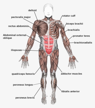 And Bone At A Joint Or Sustains A Muscle, Organ, And - Tendons And Ligaments In The Body #1146307