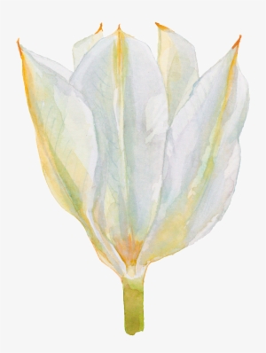 Fragrant Hand Painted Watercolor Flowers Decorative #1147188