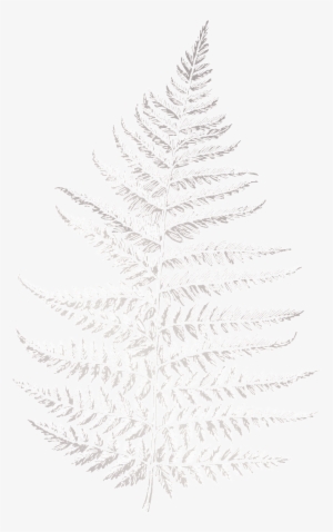 White Pine #1147350 White Pine #1147350