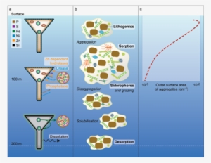 Sinking Particles As Biogeochemical Hubs For Trace - Biogeochemical Cycle Of Trace Metals #1147459