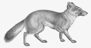 Vulpes Littoralis Transparent Background - Transparent Background #1147543
