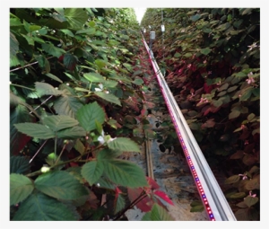 Light-emitting Diode #1147564