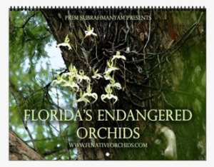 First Up, We Have Our Most Popular Calendar To Date, - Cafepress Florida's Endangered Orchids Wall Calendar #1147569