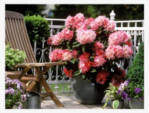 Jungle Geranium - Rhodedendron #1147644