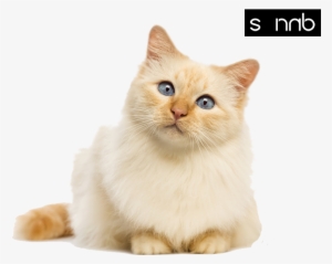 My Favourtie Cats - Cat Sitting Transparent Background #1147859