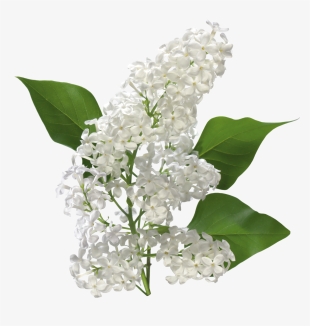 Transparent White Lilac Clipart - Lily Of The Valley Flowers Png #1147952