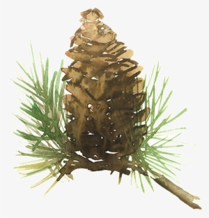 Beautiful Painted Pine Needles Hd Png - Watercolor Pine Cone Png #1148199