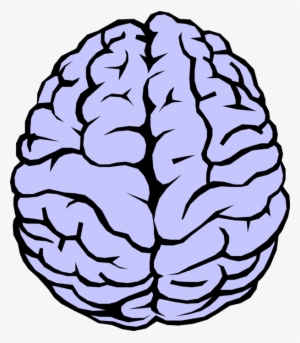 Vector Illustration Of The Human Brain - Brain Clipart #1149235