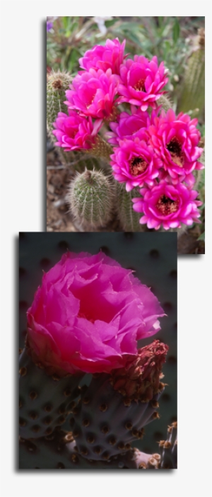 Artificial Flower #1151947