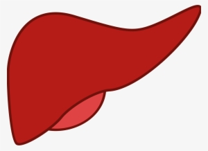 Liver Png #1152529