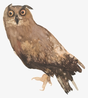 Lively Owl Cartoon Transparent - Clip Art #1152551