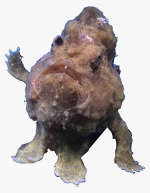 Frog Fish Leaning On Aquarium Wall - Aquarium #1152611