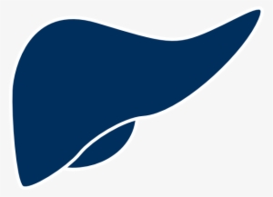 Image Black And White Library Clip Art At Clker Com - Liver Clip Art #1152670