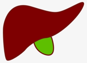 Graphic Black And White Stock Liver Clipart Bile - Liver And Gallbladder Clipart #1152702