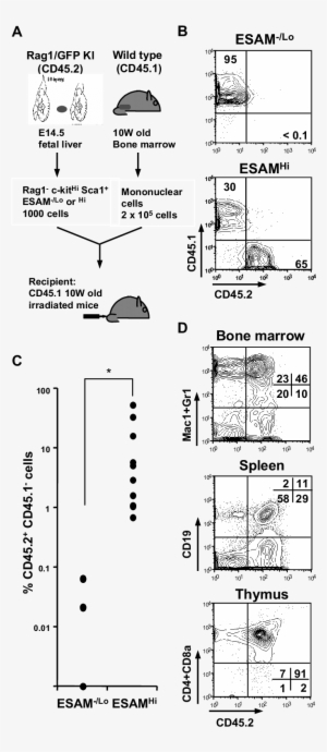 Vector Stock Long Term Hematopoiesis Reconstituting - Drawing #1152704