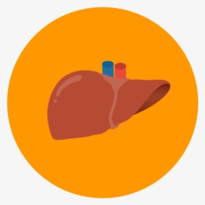 After Reading Through The Liver Donor Information At - Liver Icon Transparent #1152746