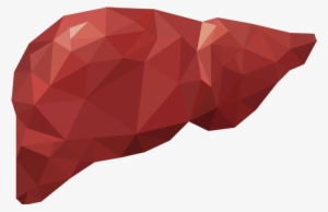 Take Care Of Your Liver Naturally - Liver #1153026