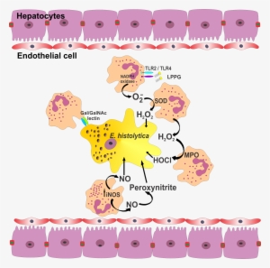 Parasite150072-fig1 Role Of Neutrophils In Rodent Amebic - Neutrophil And Abcess #1153293