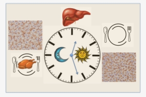 A Diagram Showing The Different Expression Of Proteins #1153312