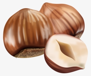 Hazelnut Transparent Hazelnut Png #1153781