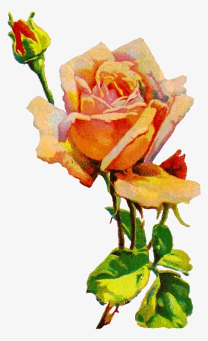 Digital Rose Download - Botanical Illustration #1153849