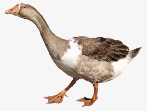 Download - Goose Png #1154050