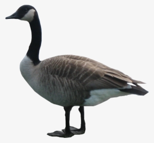 Goose Png #1154204