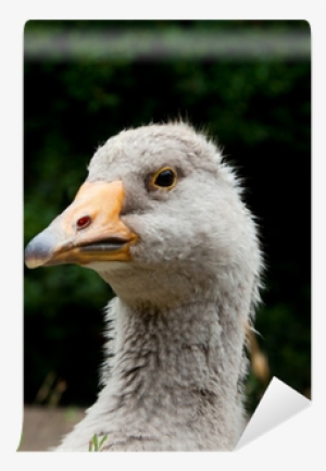 Domestic Goose #1154461