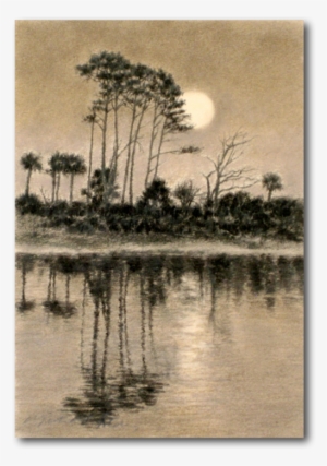 Home - American Pitch Pine #1154890