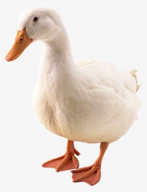 Pato Png #1155006