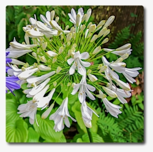 Agapanthus Starburst White - Agapanthus #1155237