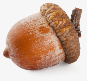 Acorn Png Image - Nut Png #1156434