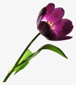 Free High Resolution Clipart Images Free High Resolution - Lily #1156743 Free High Resolution Clipart Images Free High Resolution - Lily #1156743