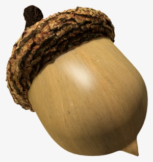 Acorn Animal Transparent Png Images Free Download 004 - Acorn Png #1157569