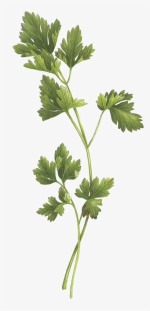 Bouquet Garni #1158249