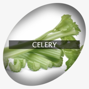 Landingimage Igrow Celery - Cruciferous Vegetables #1158668