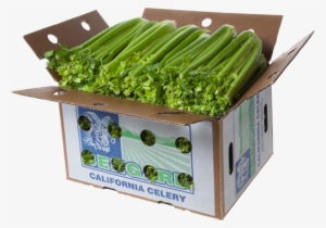 Celery - Naked Celery #1158858