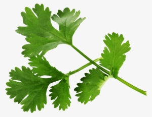 A Company With A - Parsley Free Download #1158991