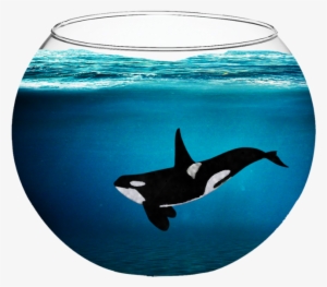 Orca In A Fishbowl By Fabala Thropp-d9bjq3t - Killer Whale In A Fish Bowl #1159012 Orca In A Fishbowl By Fabala Thropp-d9bjq3t - Killer Whale In A Fish Bowl #1159012